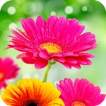 Logo of Flower Wallpapers 4K android Application 